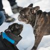 Photos: Brooklyn Man Proposes To Girlfriend With 15 French Bulldogs In Fort Greene Park